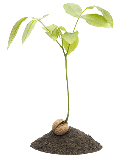 Walnut Sprout