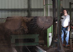 wood harvesting services